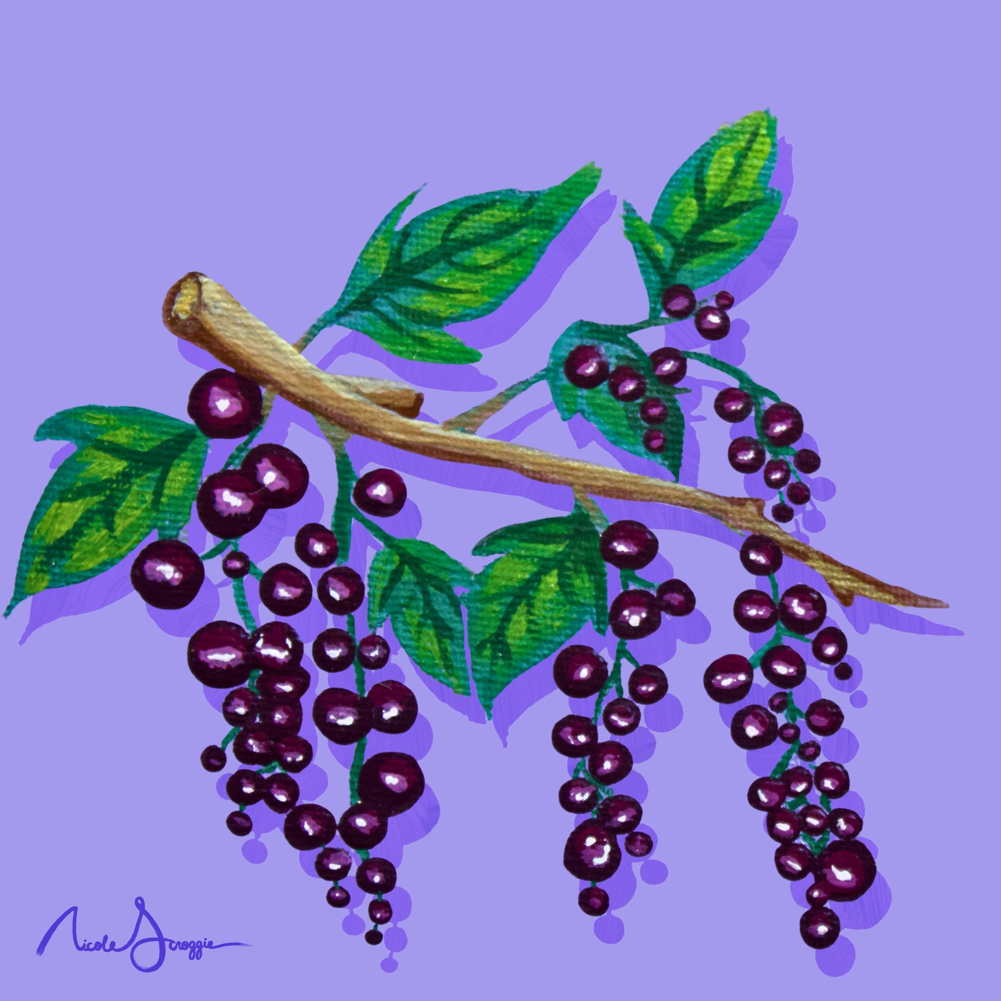 Black Currants Still Life Fine Art Print