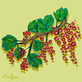 Red Currants Still Life Fine Art Print